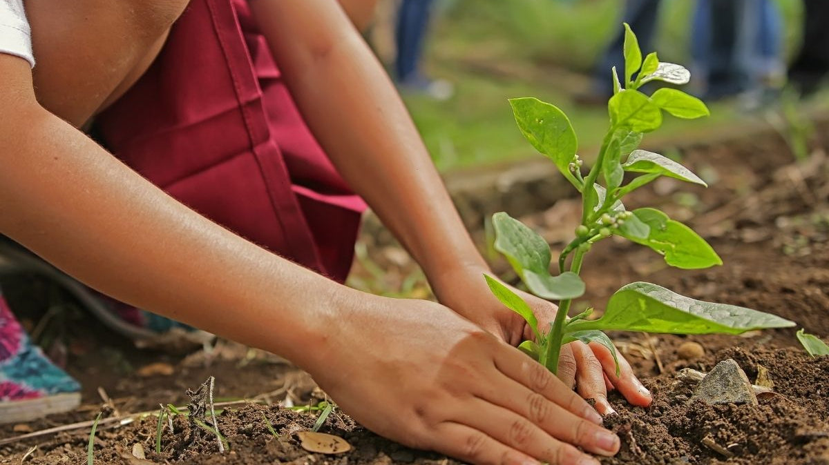2,200 trees planted thanks to you!