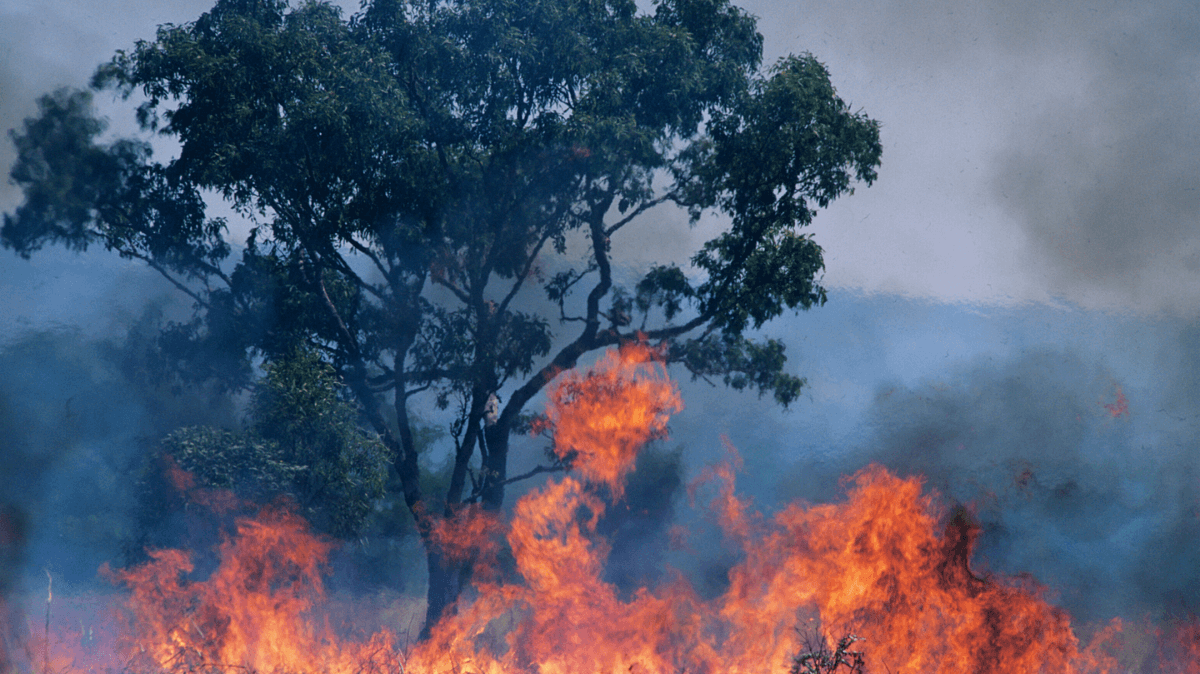 New South Wales Rural Fire Service