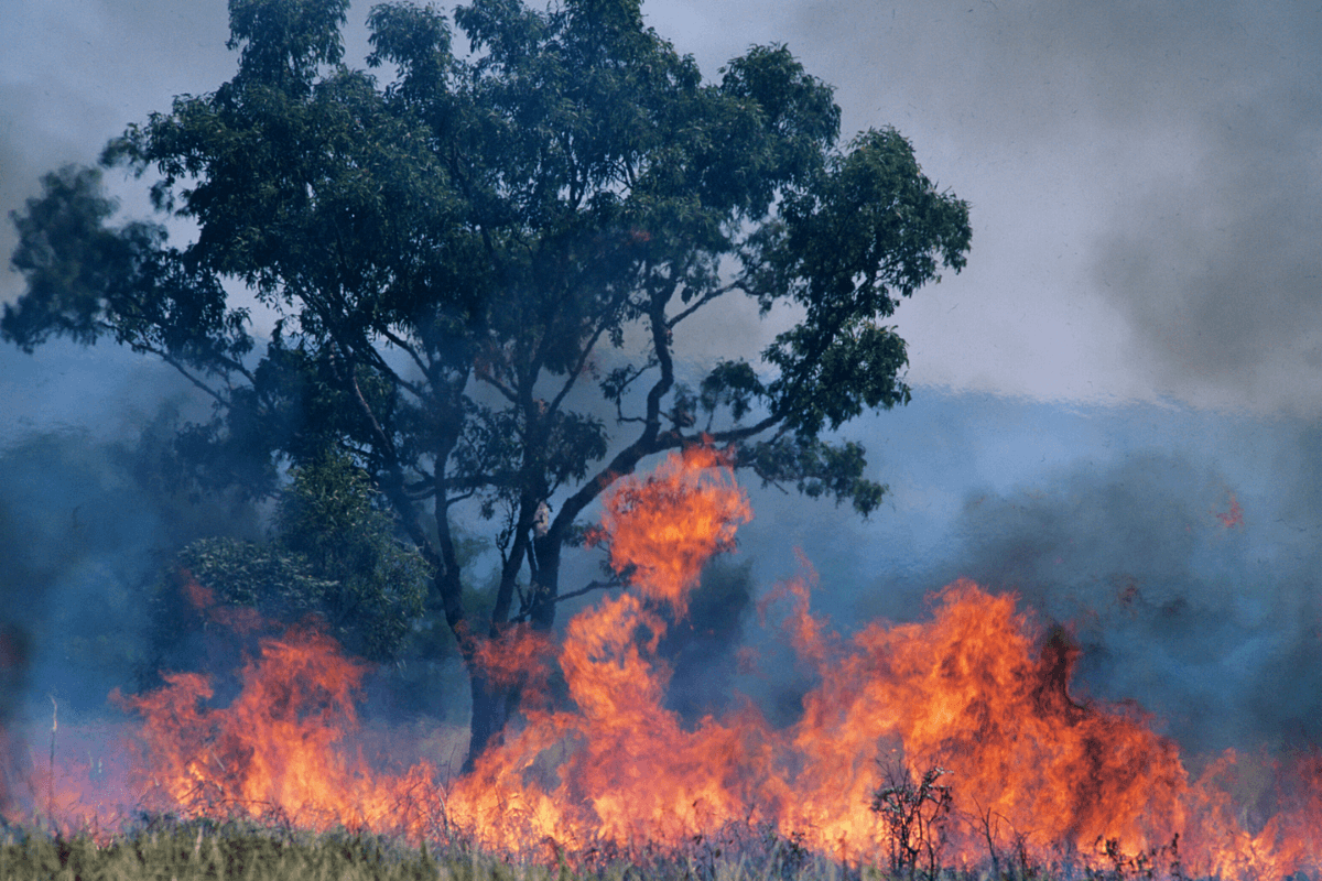 New South Wales Rural Fire Service